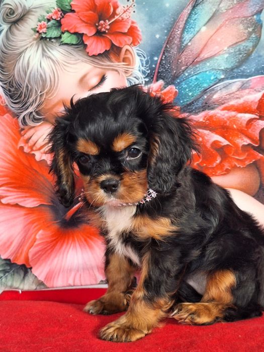 Cavalier King Charles Spaniel suczka z paszportem i rodowodem