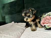 Yorkshire  terrier