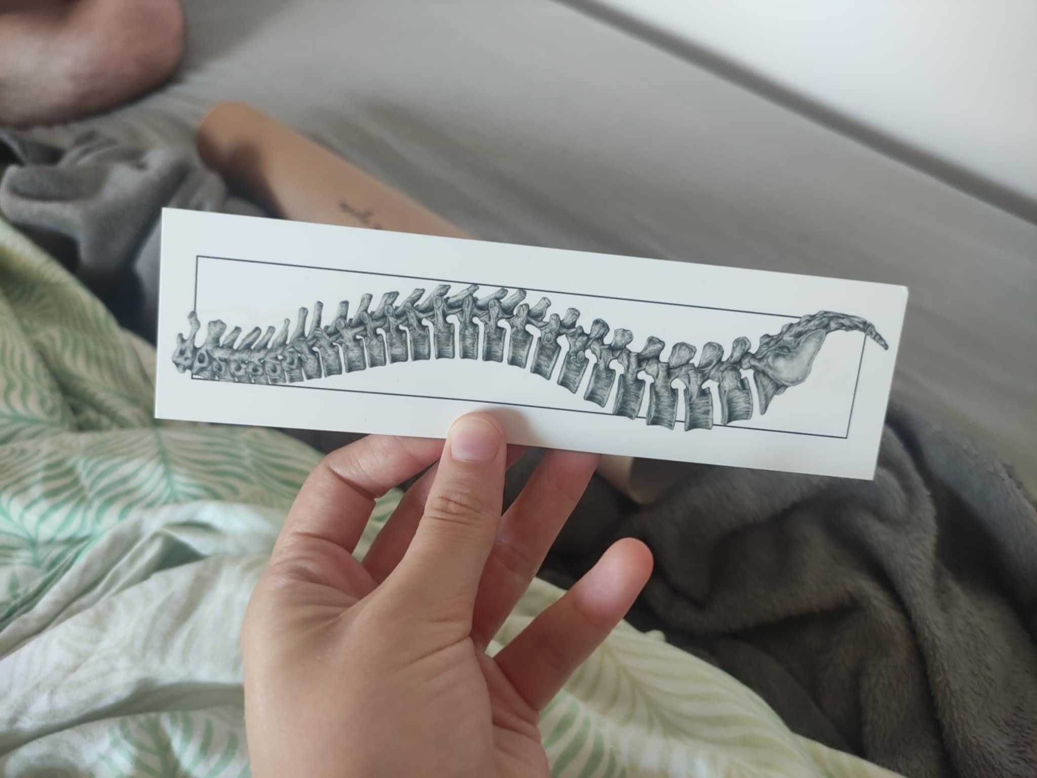 Plakat anatomiczny staw skroniowo-żuchwowy nowy