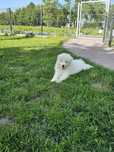 Samoyed ZKWP FCI doskonały rodowód