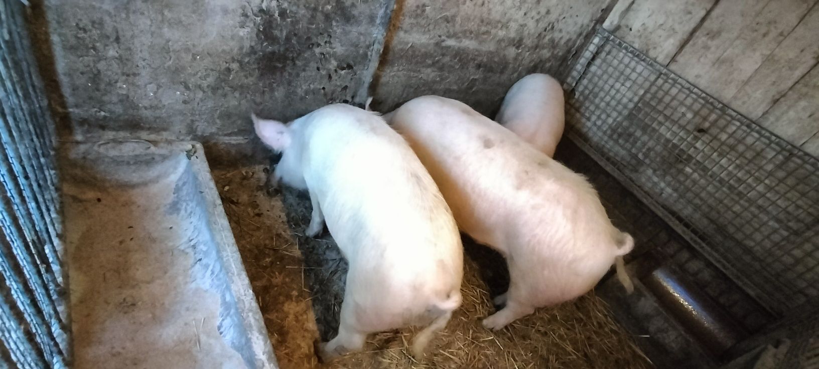 Sprzedam Świnie,tucznika, prosięta