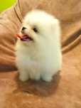 Pomeranian suczka