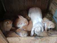 Sprzedam młode króliki barany