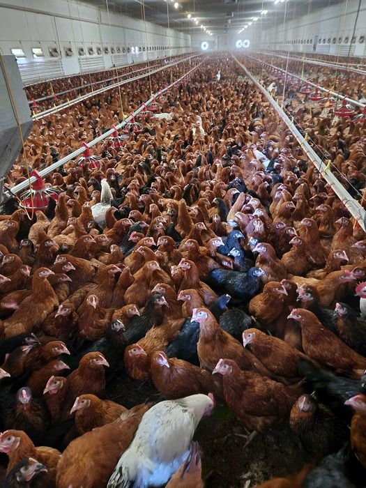 Kury nioski z jajkiem z wolnego wybiegu ! Rossa Dominant Leghorn !