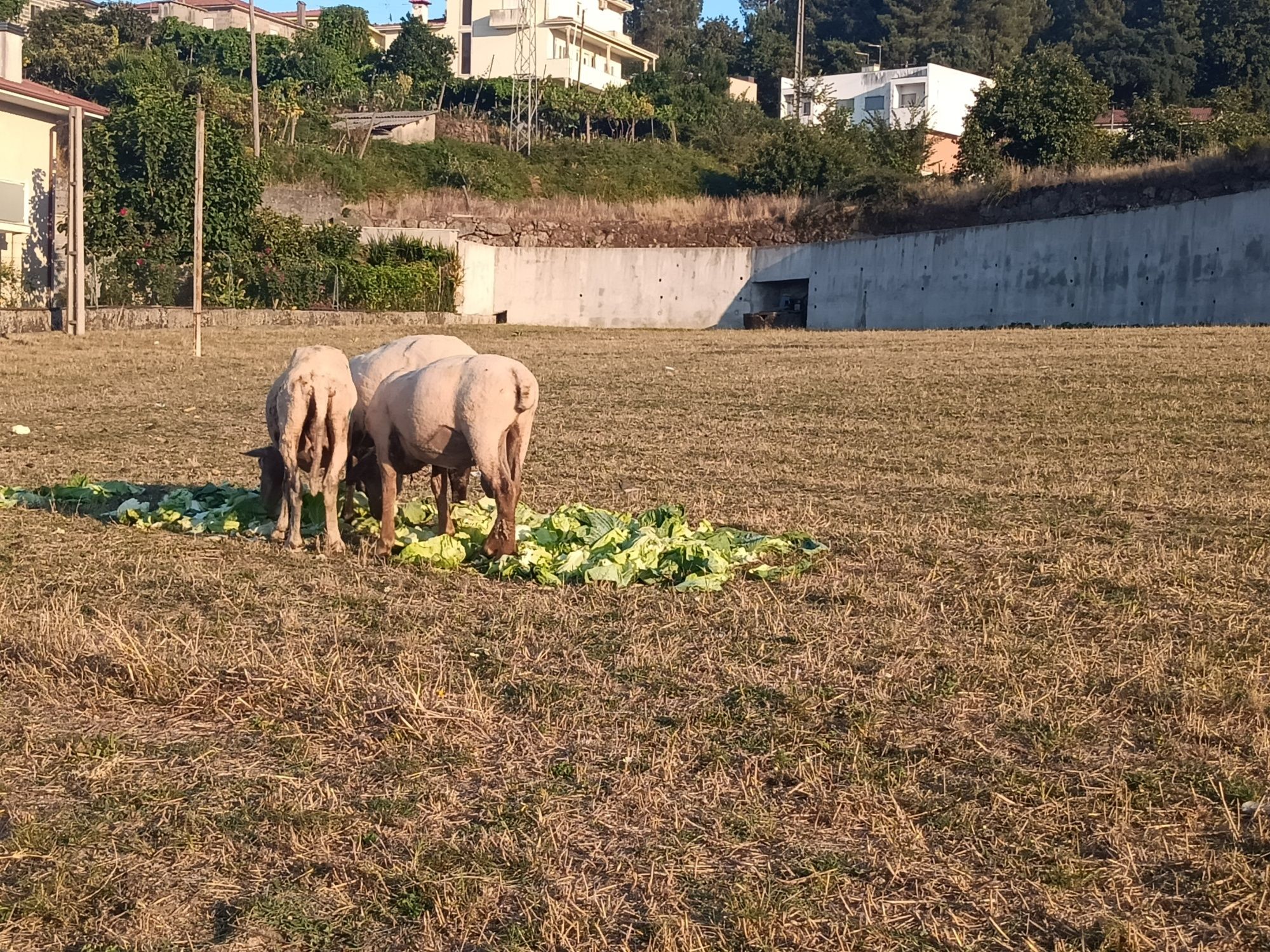Vendo 2 fêmeas e 1 macho