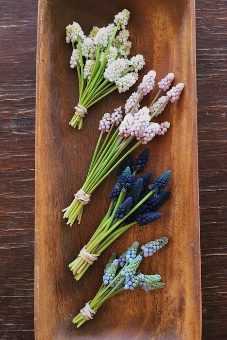 Мускарі сортові. Цибулини