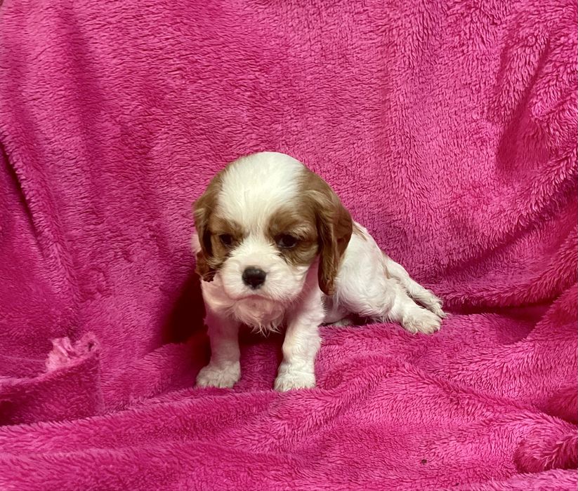 Cavalier king charles Femea LOP e Afixo