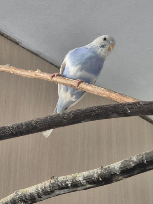 Młode papugi faliste