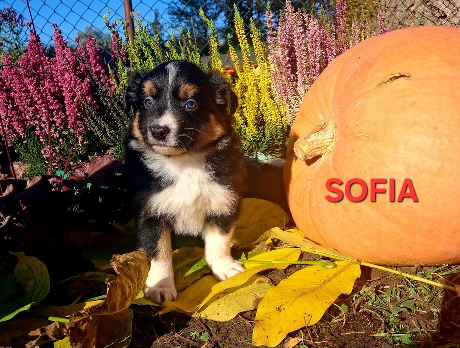 Border collie szczenięta