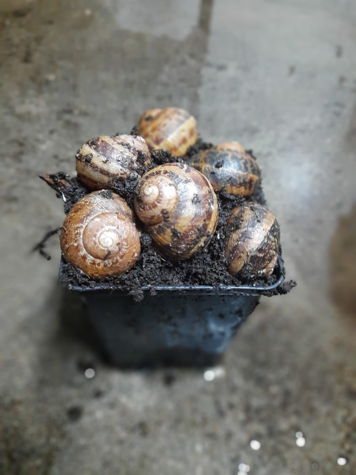 Kokony, oseski Helix Aspersa Muller. Hodowla ślimaków. Snails eggs