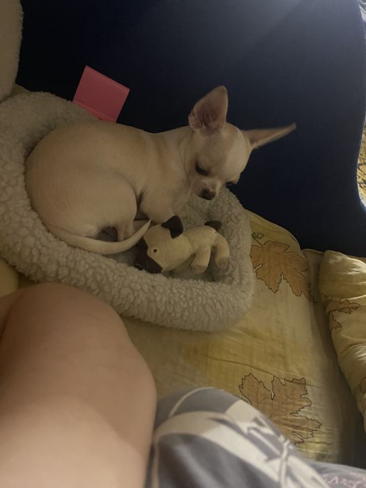 Чихуахуа хлопчик вязка