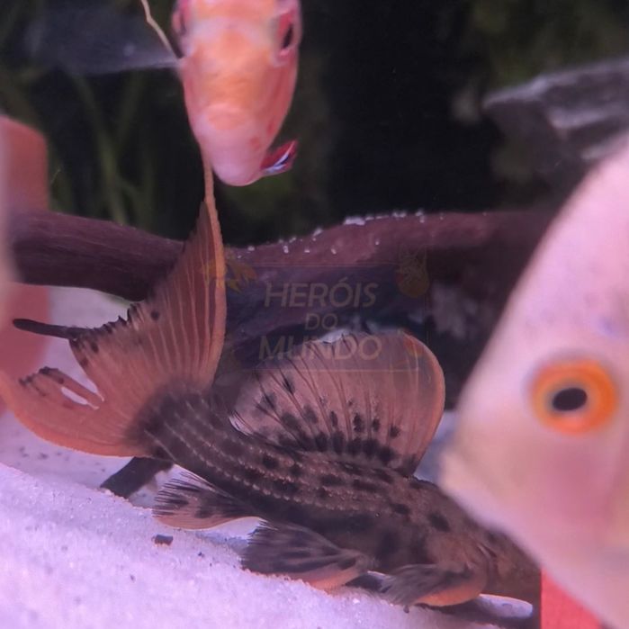 L025 Peudacanthicus Pirarara S. Félix