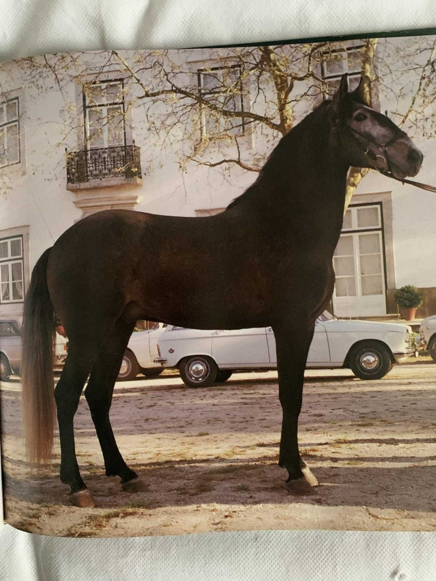 Livro "O Cavalo Lusitano: O Filho do Vento"