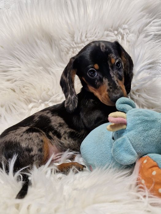 **SAMI**jamnik miniaturowy piesek black merle do rezerwacji