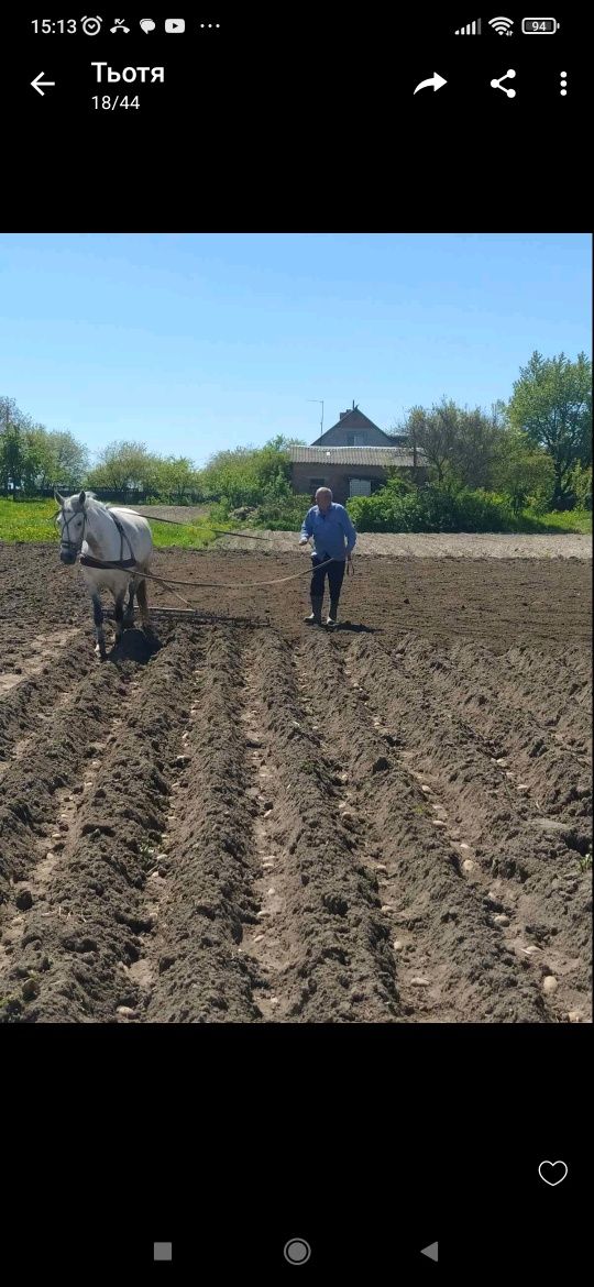 Продам коня с.Озадівка