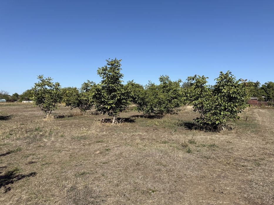 Продаж будинку, село Лепетиха, Баштанський район