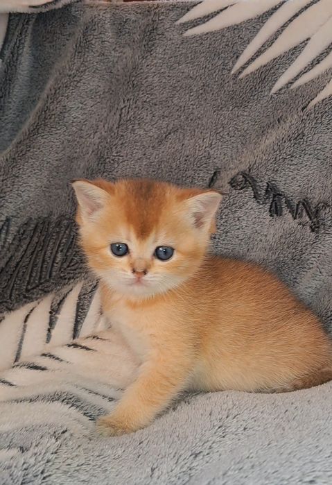 Чистокровні дівчатка золоті шиншили