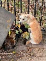 Szukamy pilnie domków