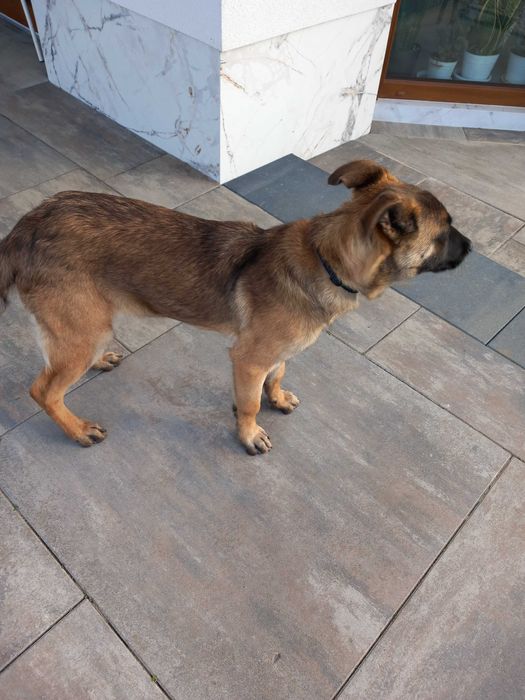 Owczarek Belgijski Malinois – ROXA