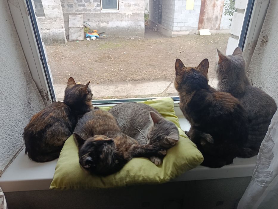 Віддам котят безкоштовно