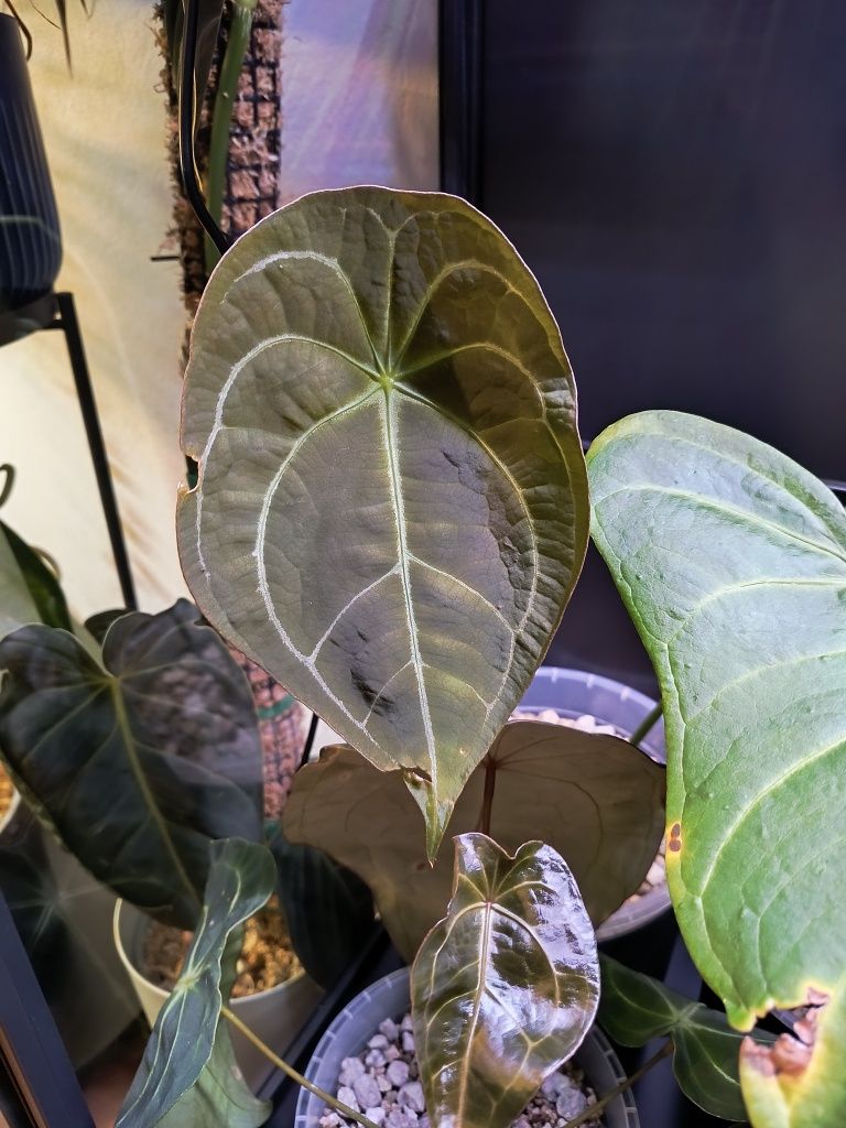 Siewka anthurium forgetii