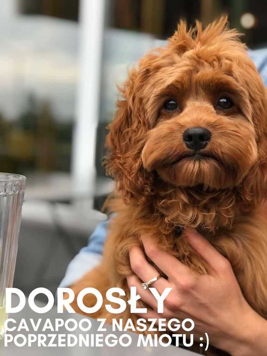 OSTATNIA CZUŁA SUNIA CAVAPOO wychowana w miłości, od 12.09