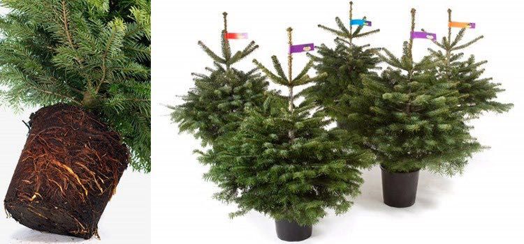 Jodła Kaukaska Donica