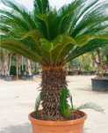 Cyca Revoluta Grande