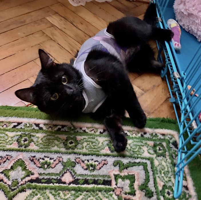 Врятована трьохлапа суперкиця :)