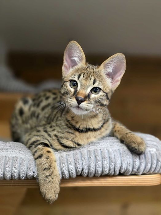 Mavi, Wyjątkowa Savannah. Jedyna F2 w Polsce