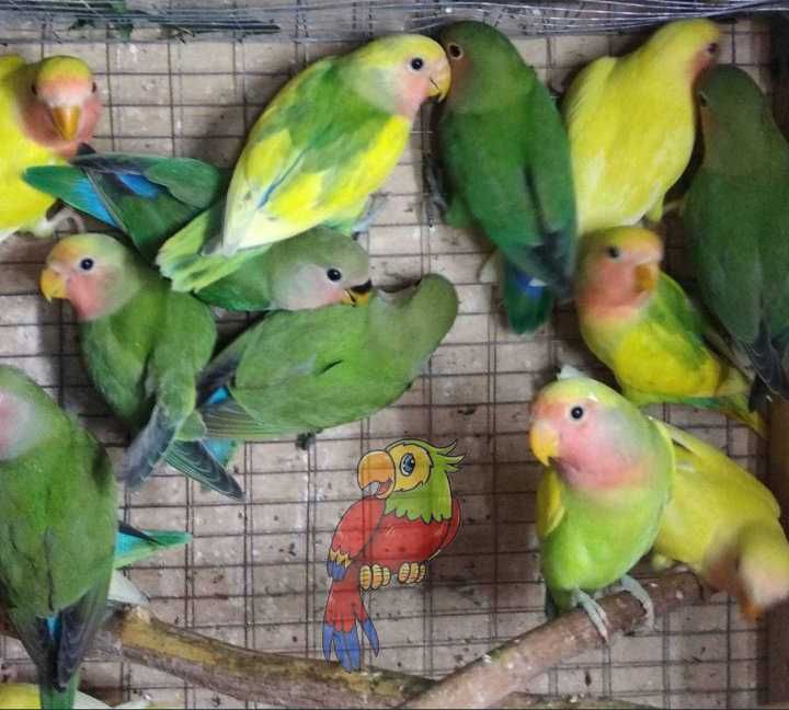 Молоденькие неразлучники волнистые попугаи