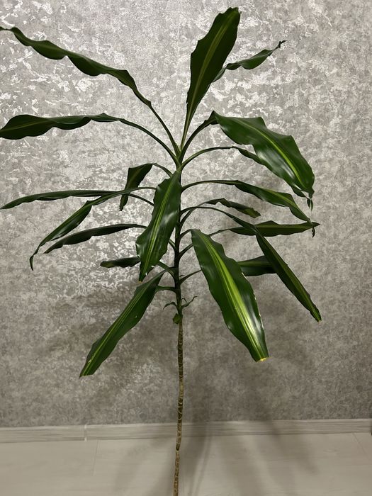 Квіти великі Дроцена широколистная