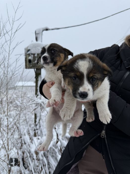 Цуценята в добрі руки