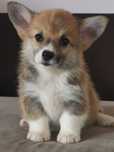 Welsh Corgi Pembroke