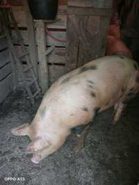 Продам свиню живою вагою 65грнза кіло.договірна.