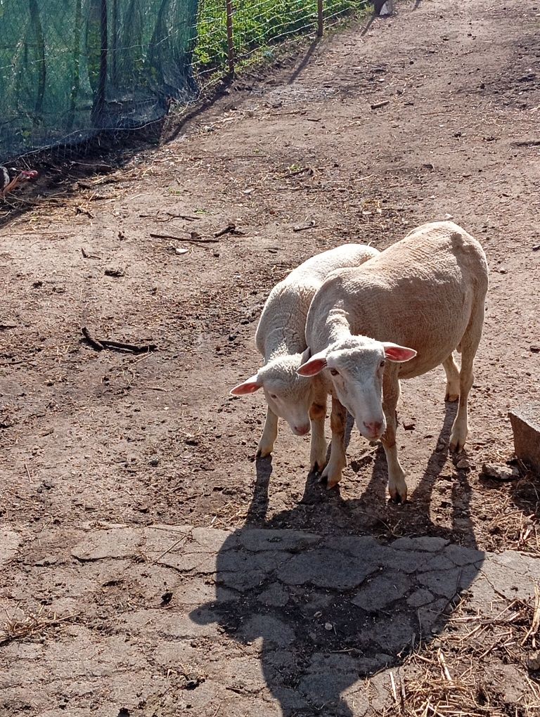 Ovelha e borrega