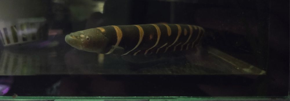 Gymnotus ucamara/ Nożowiec tygrysi