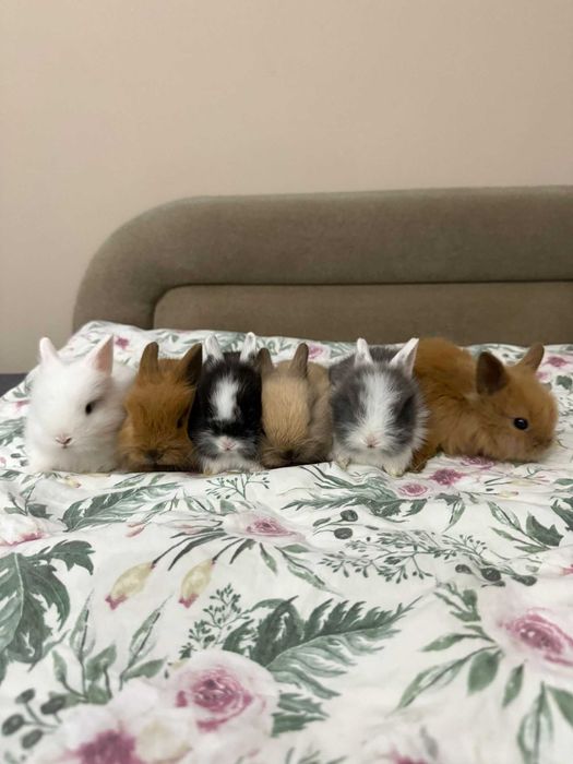 Króliczki karzełek ,teddy mini