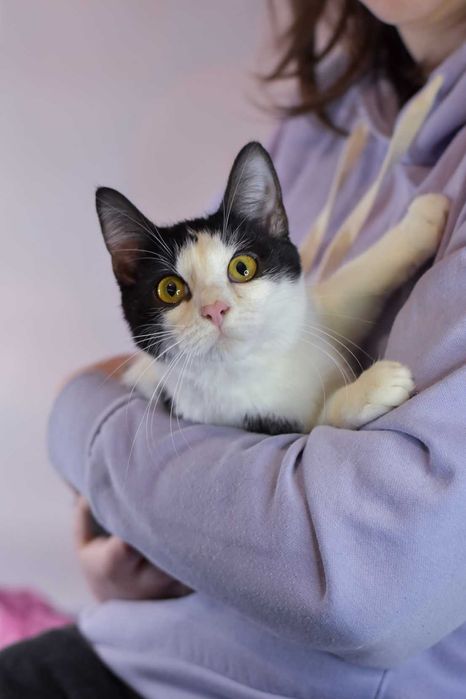 Arianrod: kotka w typie krówki!