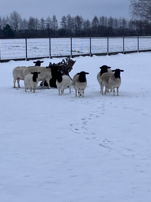 Dorper owce sprzedam