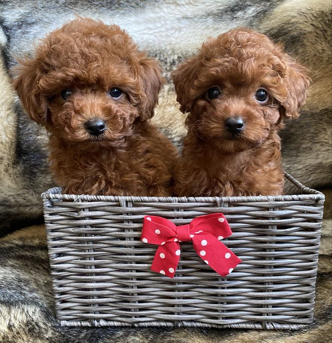 Той пудель міні toy pudel дівчинка