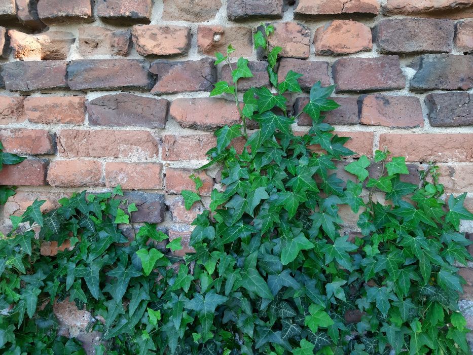 Bluszcz pospolity hedera helix na mur siatkę skarpę