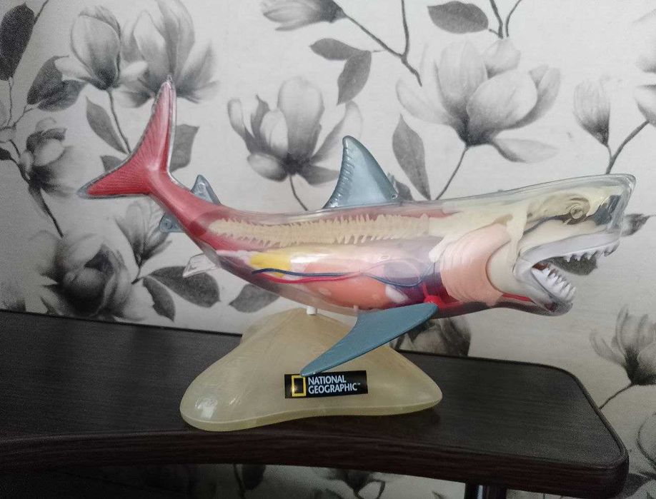 Белая акула, анатомическая (Natiomal Geographic) c подсветкой (33 см)