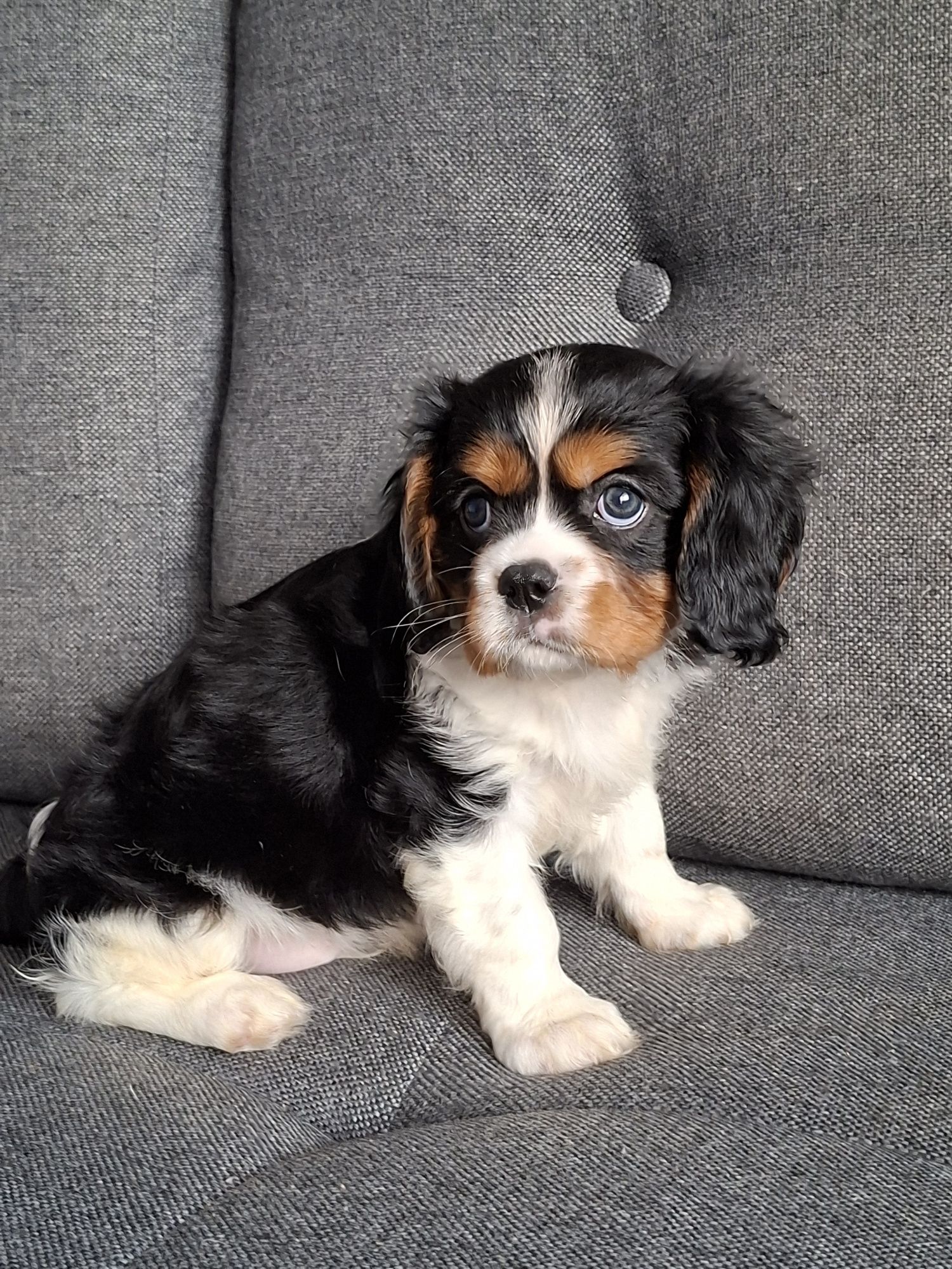 Cavalier King Charles Spaniel piesek