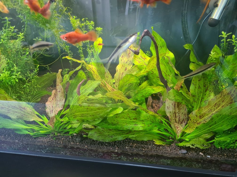 Akwarium 120l Tetra