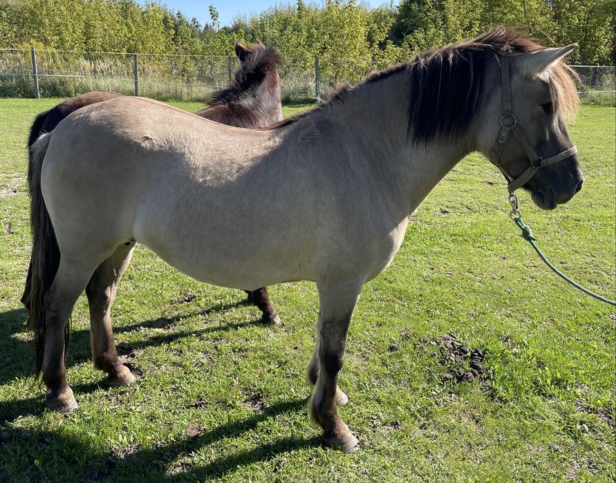 Klacz konik polski w parze z ogierkiem
