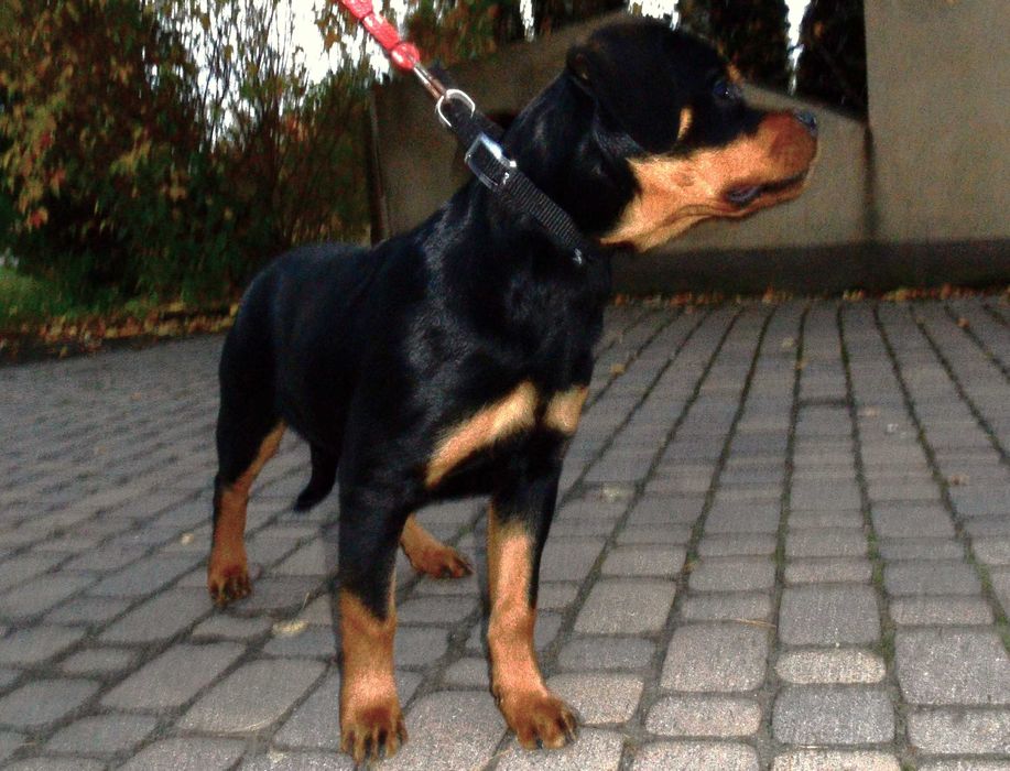 Rottweiler/Rottweilery- LOLA suczka 4,5 miesięczna