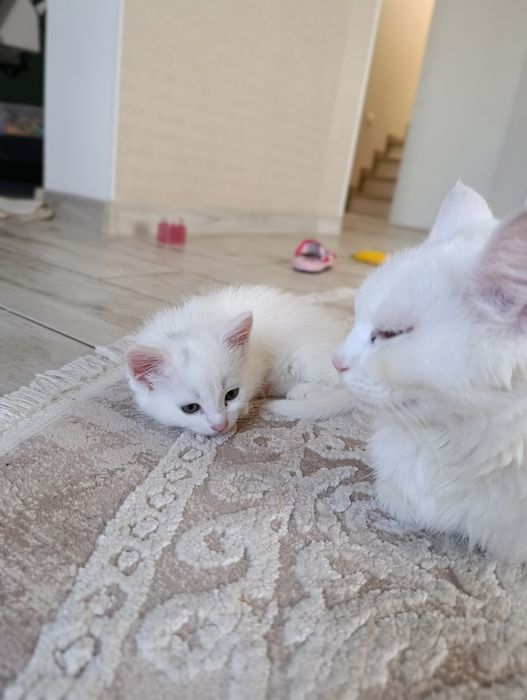 Кошеня шукає сім'ю