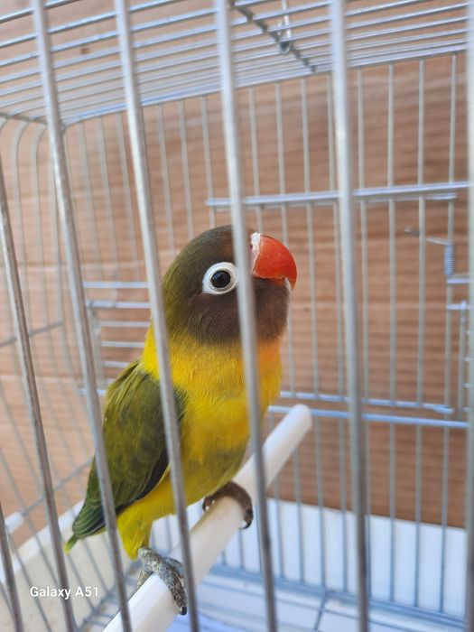 Agapornis Personata 2025 mais gaiola