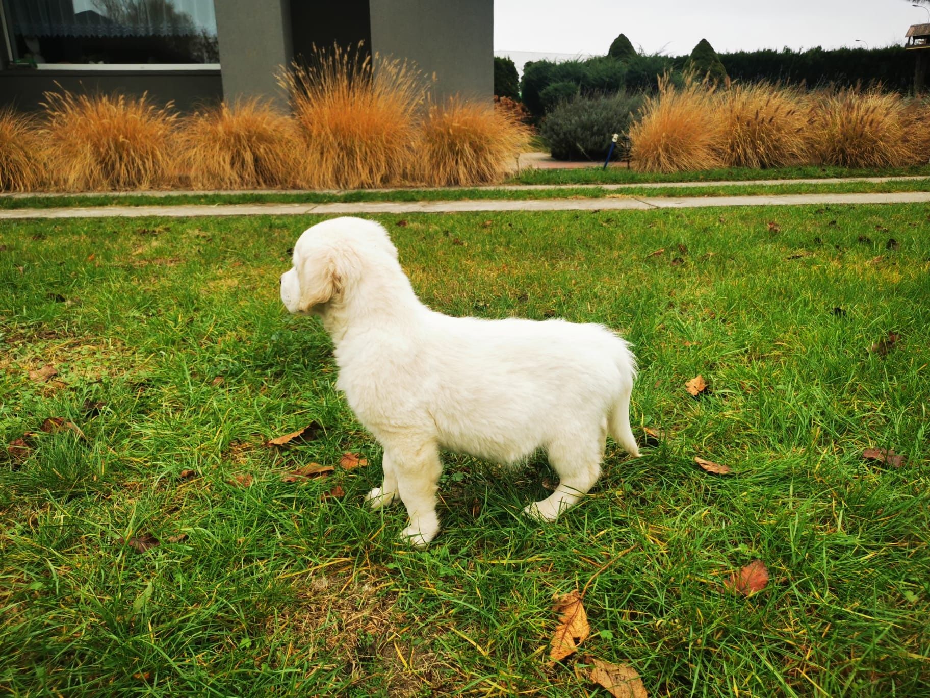 Golden retriever